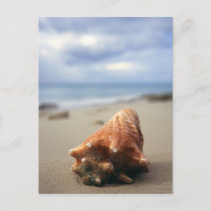 A Conch Shell On The Beach St. Croix, Usvi Postcard