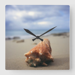 A Conch Shell On The Beach St. Croix, Usvi Square Wall Clock