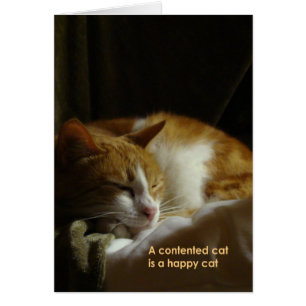 A contented cat...