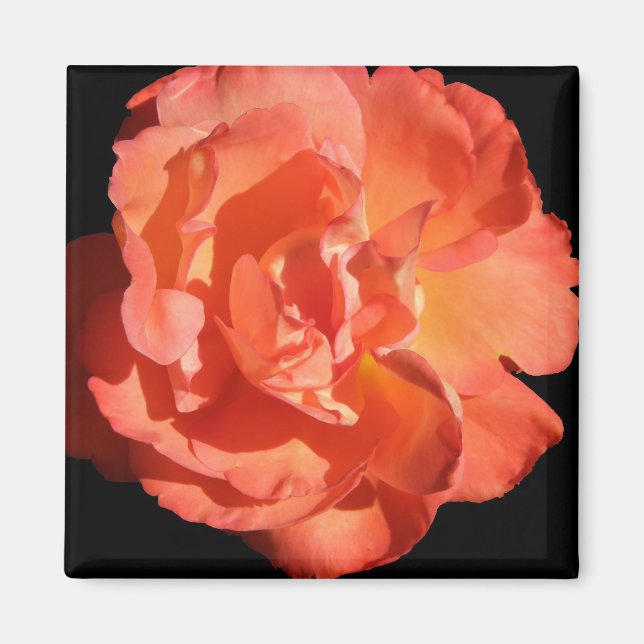 A Coral Coloured Rose... Magnet (Front)