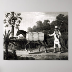 A Cotton Carrier, from 'Travels in Brazil' Poster