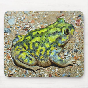 A Couch's Spadefoot toad Mouse Pad