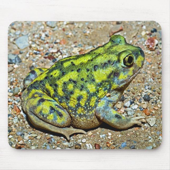 A Couch's Spadefoot toad Mouse Pad (Front)