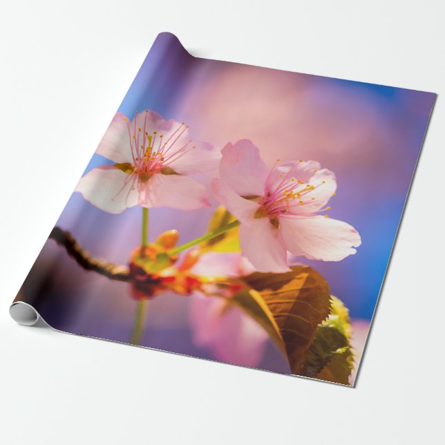 A Couple Of Sakura Flowers Wrapping Paper (Unrolled)