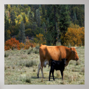 A cow and her calf..... poster