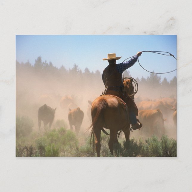 A cowboy out working the herd on a cattle postcard (Front)