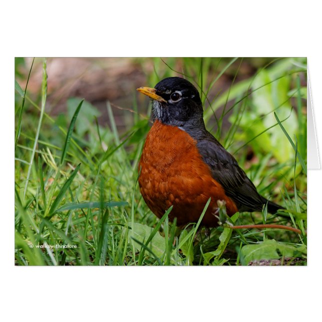 A Curious American Robin (Front Horizontal)