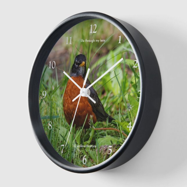 A Curious American Robin Songbird in the Grass Clock (Angle)