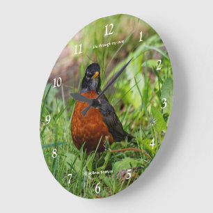 A Curious American Robin Songbird in the Grass Large Clock