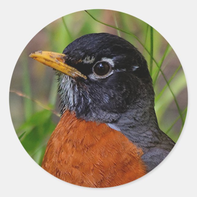 A Curious and Hopeful American Robin Classic Round Sticker (Front)