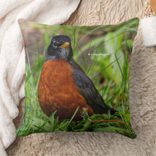 A Curious and Hopeful American Robin Cushion