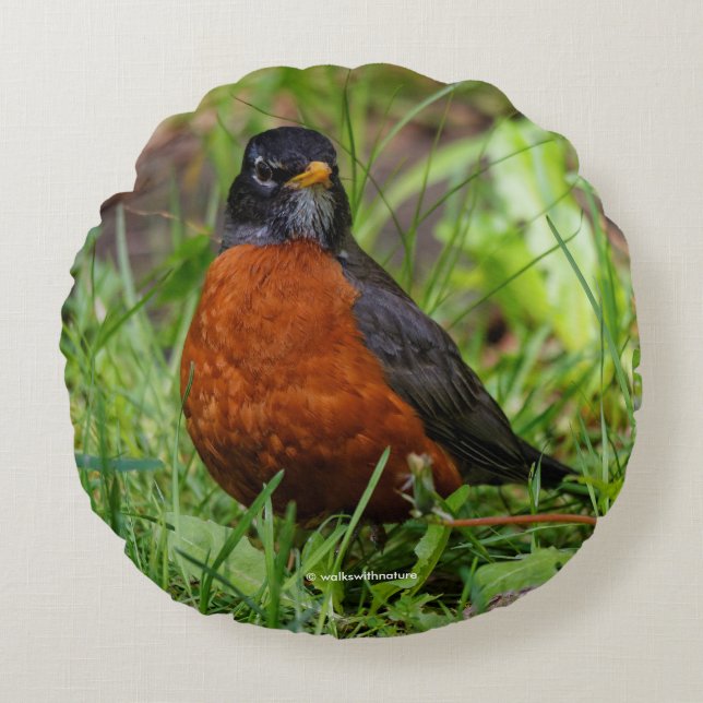 A Curious and Hopeful American Robin Round Cushion (Front)