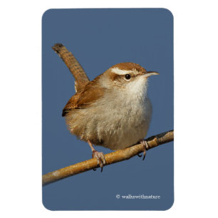 A Curious Bewick's Wren in the Tree Magnet