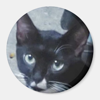 A curious cat behind a door magnet