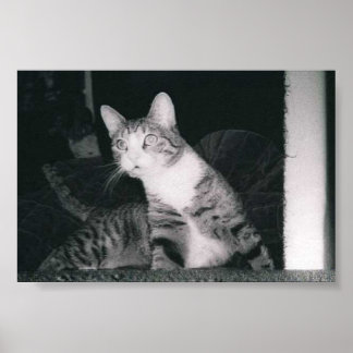 A Curious cat Poster