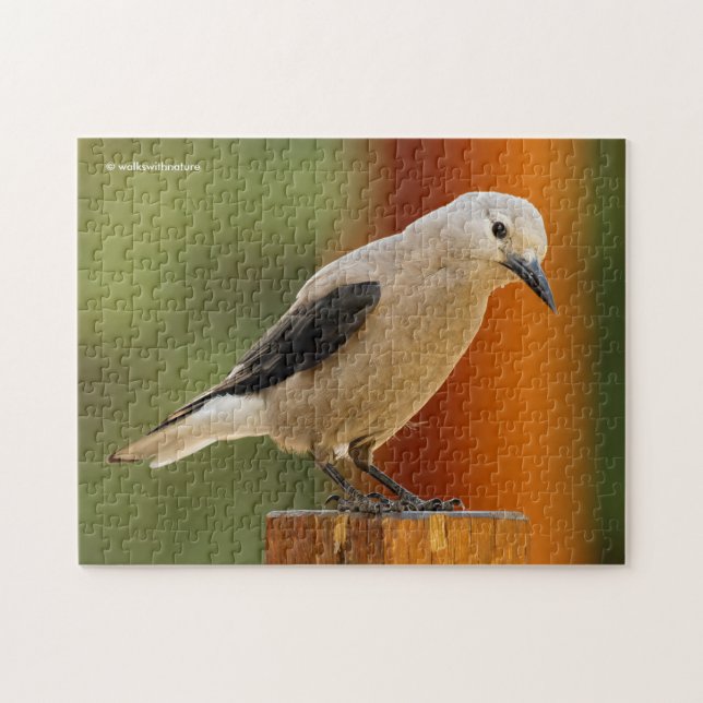 A Curious Clark's Nutcracker Jigsaw Puzzle (Horizontal)