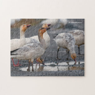 A Curious Gaggle of Snow Geese Jigsaw Puzzle
