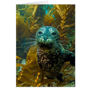 A Curious Harbour Seal Kelp Forest   Santa Barbara