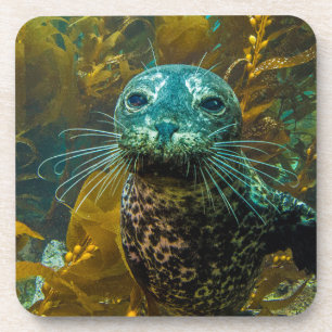 A Curious Harbour Seal Kelp Forest   Santa Barbara Coaster