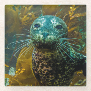 A Curious Harbour Seal Kelp Forest Santa Barbara Glass Coaster