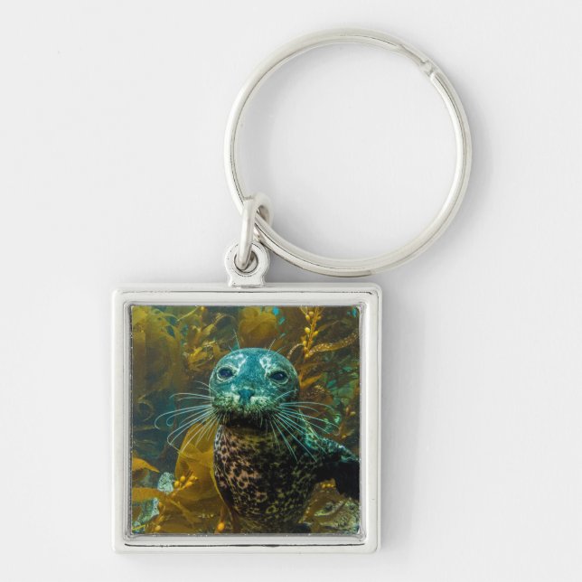 A Curious Harbour Seal Kelp Forest | Santa Barbara Key Ring (Front)