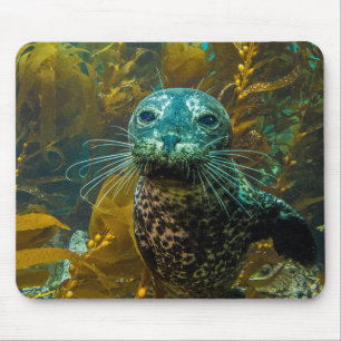 A Curious Harbour Seal Kelp Forest Santa Barbara Mouse Pad