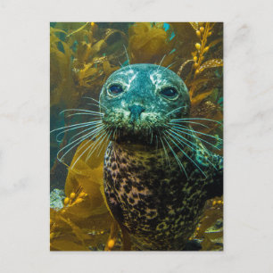 A Curious Harbour Seal Kelp Forest   Santa Barbara Postcard