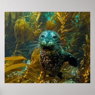 A Curious Harbour Seal Kelp Forest Santa Barbara Poster