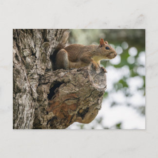A curious squirrel perched on the knob of a tree. postcard