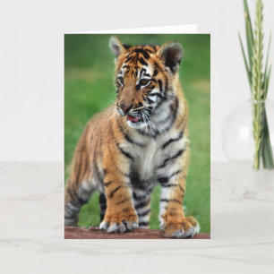 A cute baby tiger card