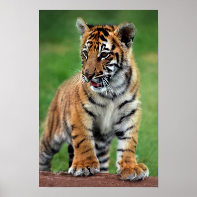 A cute baby tiger cub poster (Front)