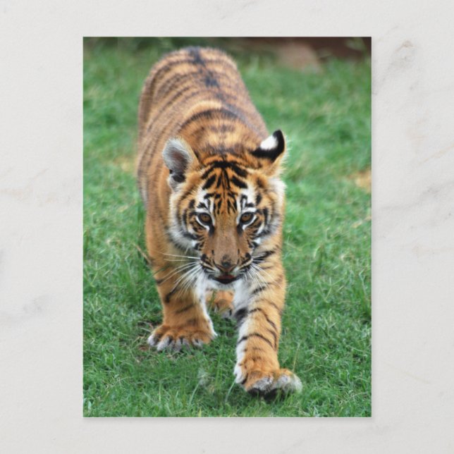 A cute baby tiger postcard (Front)