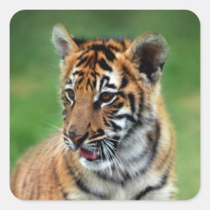 A cute baby tiger square sticker