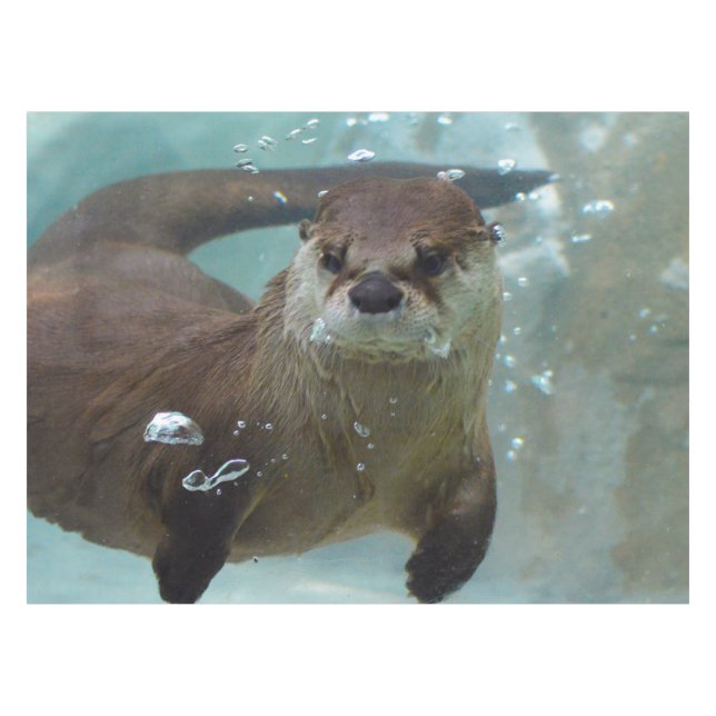 A cute Brown otter swimming in a clear blue pool Tablecloth (Front (Horizontal))
