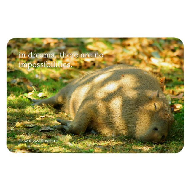 A Cute Capybara Dreams in the Summer Sun Magnet (Horizontal)