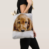 A Cute Cocker Spaniel