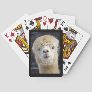 A cute fluffy face of an alpaca    playing cards