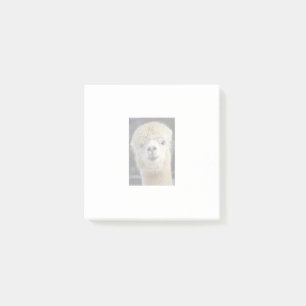 A cute fluffy face of an alpaca post-it notes