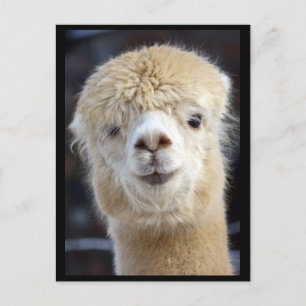 A cute fluffy face of an alpaca     postcard
