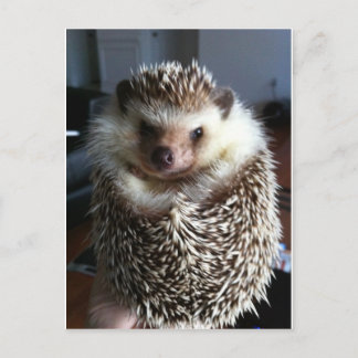 A cute hedgehog postcard