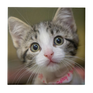A cute kitten with green eyes ceramic tile