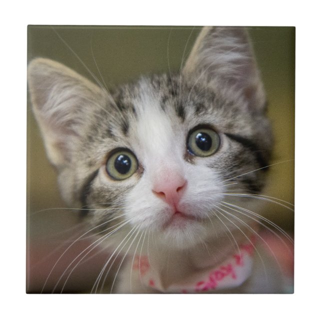A cute kitten with green eyes ceramic tile (Front)