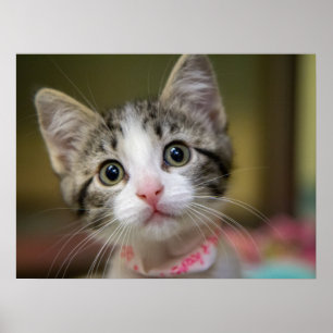 A cute kitten with green eyes poster