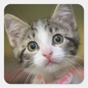 A cute kitten with green eyes square sticker
