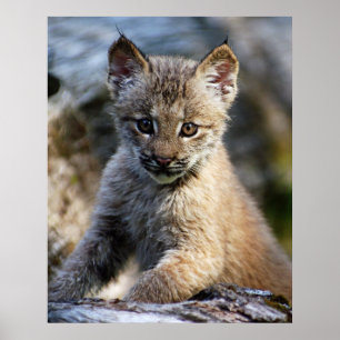 A Cute Little Canadian Lynx Kitten Poster