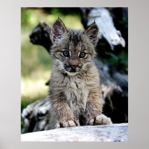 A Cute Little Canadian Lynx Kitten Poster