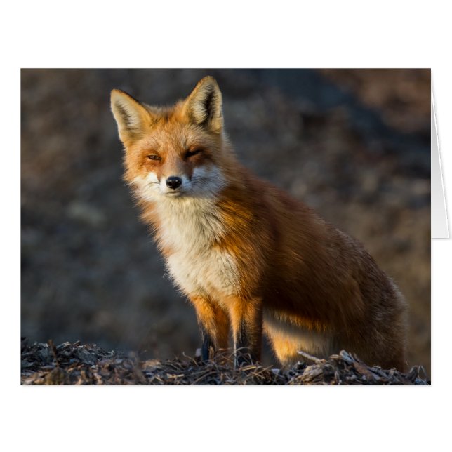 A Cute Little Fox (Front Horizontal)