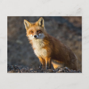 A Cute Little Fox Postcard