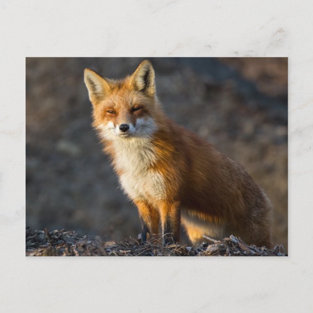A Cute Little Fox Postcard (Front)