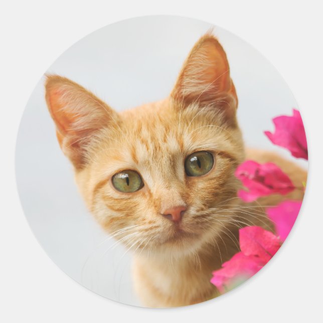 A cute red tabby kitten is watching you. classic round sticker (Front)